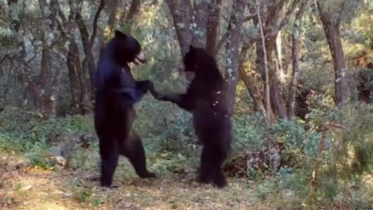 Un par de osos se hicieron virales al simular un 'baile'